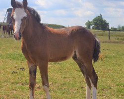 Springpferd Maserati (Deutsches Reitpony, 2019, von Monopoly SG)