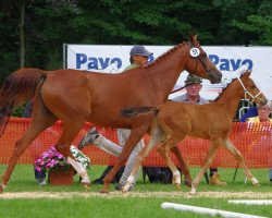 Zuchtstute Morgana (Niederländisches Pony, 2015, von Mentos)