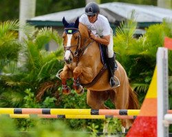 jumper Select's London Calling OLD (Oldenburg show jumper, 2014, from London)