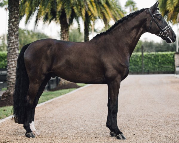 stallion Conde Nord (Danish Warmblood, 2013, from Charmeur)