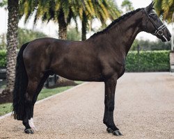 stallion Conde Nord (Danish Warmblood, 2013, from Charmeur)