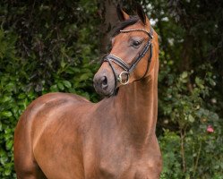 dressage horse Marquetta (Westphalian, 2017, from Marqués)