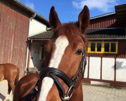 jumper Fromecs Tresorio (Oldenburg show jumper, 2015, from Tresor)