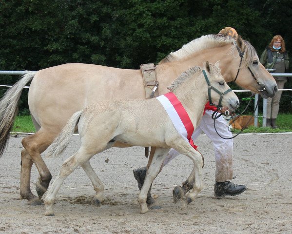 horse Vincent (Fjord Horse, 2021, from Vacceur)