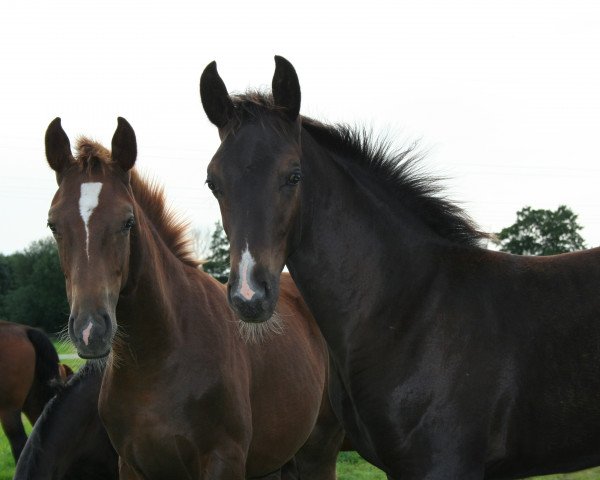 dressage horse Remington Steele DB (Oldenburg, 2010, from Royal Classic I)