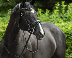 horse Chiba (Trakehner, 2009, from Heleris)