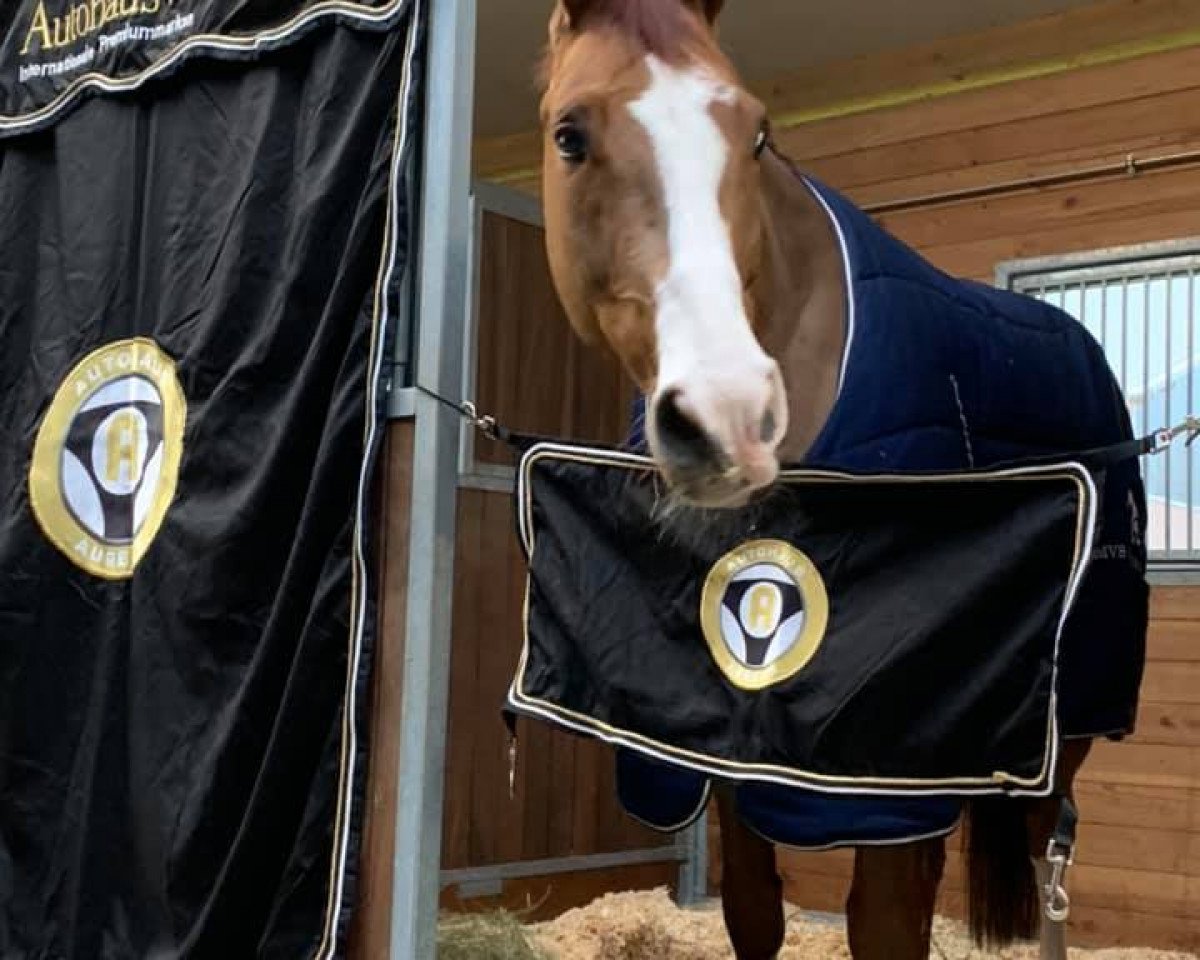 jumper Contex (Hanoverian, 2012, from Comte)