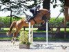 jumper Zloty Blue (Oldenburg show jumper, 2012, from Zirocco Blue)