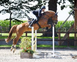 jumper Zloty Blue (Oldenburg show jumper, 2012, from Zirocco Blue)