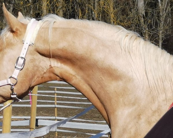 Springpferd Terence Hill 11 (Palomino, 2017, von Soel'rings Triple X)