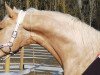 jumper Terence Hill 11 (Palomino, 2017, from Soel'rings Triple X)