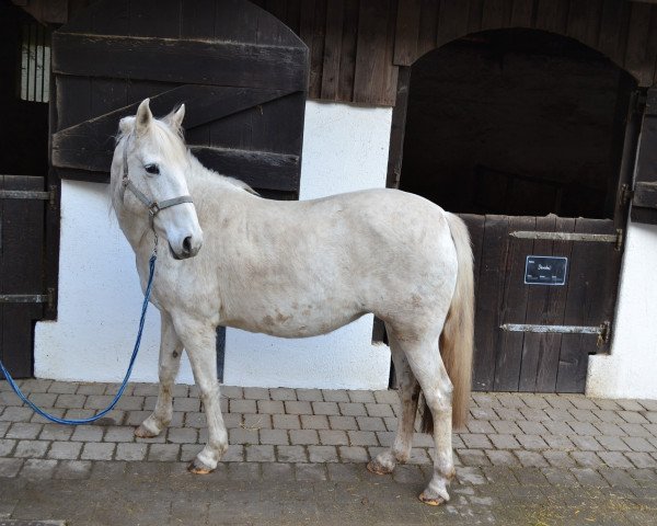 Pferd Paloma (Französisches Pony,  )