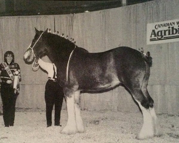 broodmare Hatfield Mayberry (Clydesdale, 1993, from Live Oak Commander)