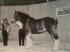 Zuchtstute Hatfield Mayberry (Clydesdale, 1993, von Live Oak Commander)