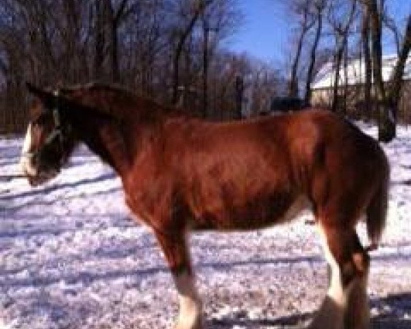 broodmare Hatfield Charly Angel (Clydesdale, 2007, from Otter Creek Master Endeavor)