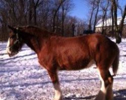 Zuchtstute Hatfield Charly Angel (Clydesdale, 2007, von Otter Creek Master Endeavor)