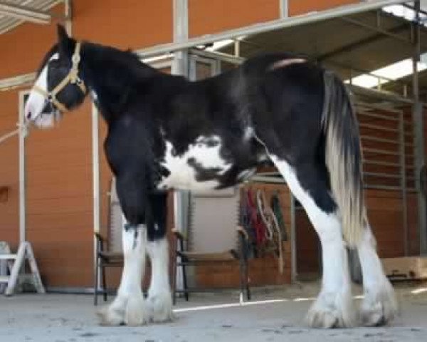 Pferd Hatfield Aviator (Clydesdale, 2013, von Hatfield Black Magic)