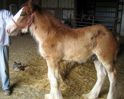 horse Hastings Mcduff's Scotty (Clydesdale, 2013, from SCA Top Guns Commander McDuff)