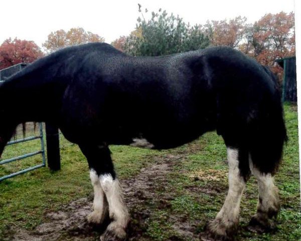 Zuchtstute Boulder Bluff Tori (Clydesdale, 2008, von Renaissance Prince Avery)