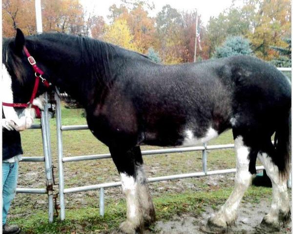 broodmare Great Lakes Perfect Storm (Clydesdale, 2013, from Bud Ridge Silverado)