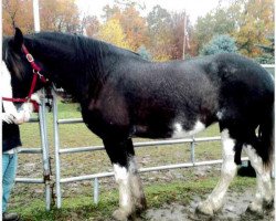 Zuchtstute Great Lakes Perfect Storm (Clydesdale, 2013, von Bud Ridge Silverado)