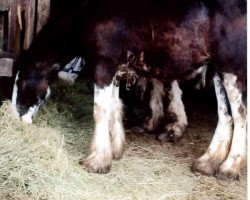 Pferd Eastview Fancy Pants (Clydesdale, 2014, von Midnight Mad Max)