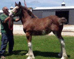 Pferd Double Shoe's Time of Patience (Clydesdale, 2014, von California Canyon Merlin)