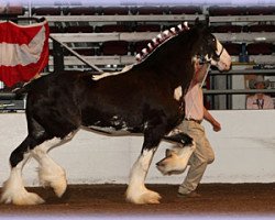 Zuchtstute Heart Mt. Shaylene (Clydesdale, 2007, von Hewal Benefactor)