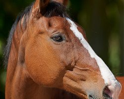 Springpferd Amy Tan (Hessisches Warmblut, 2002, von Accept)