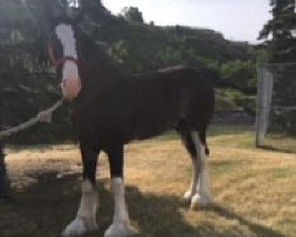 Pferd Castlerock Finn Mccool (Clydesdale, 2015, von Somewhere Doc's Black Jack)