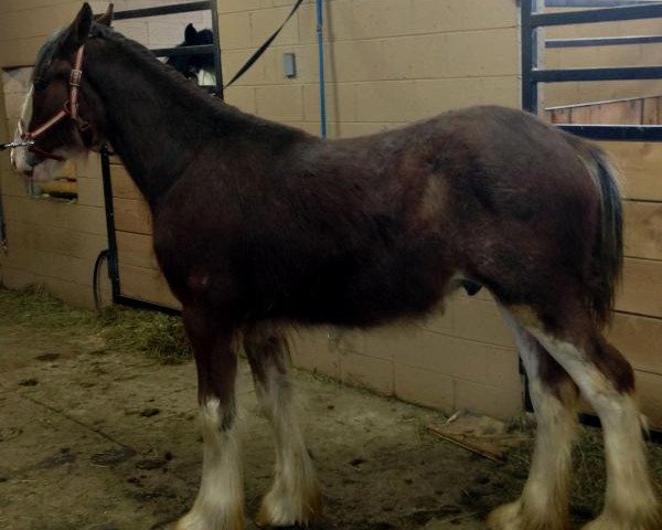 horse BSB Forrest Fire Cracker (Clydesdale, 2012, from Tablerock's Cracker Jack)