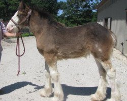 Pferd Alamar L.S. St. Frances (Clydesdale, 2013, von Pinnacle's Lucky Strike)