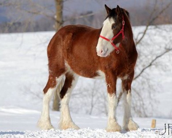 horse DLC Lady Claire (Clydesdale, 2011, from Westerdale Drake)