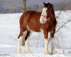 Pferd DLC Lady Claire (Clydesdale, 2011, von Westerdale Drake)