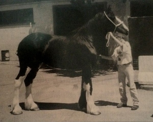 broodmare D-Jay Julie (Clydesdale, 1994, from Westerdale Black Prince)