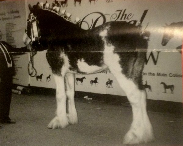 Pferd Dillars Regas (Clydesdale, 1999, von Dillars Ambassador)