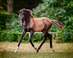 dressage horse Somebody To Love HK (Oldenburg, 2020, from Secret)