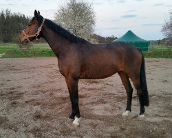 dressage horse Feinrich KB (Oldenburg, 2012, from Freudenfest)