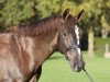 broodmare Contharinia (Oldenburg show jumper, 2012, from Conthargos)