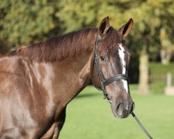 broodmare Contharinia (Oldenburg show jumper, 2012, from Conthargos)