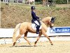 dressage horse Hesselteichs Ace of Gold (German Riding Pony, 2013, from Golden Atreju)