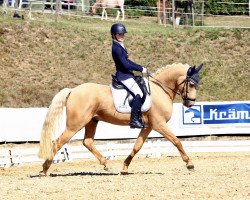 dressage horse Hesselteichs Ace of Gold (German Riding Pony, 2013, from Golden Atreju)