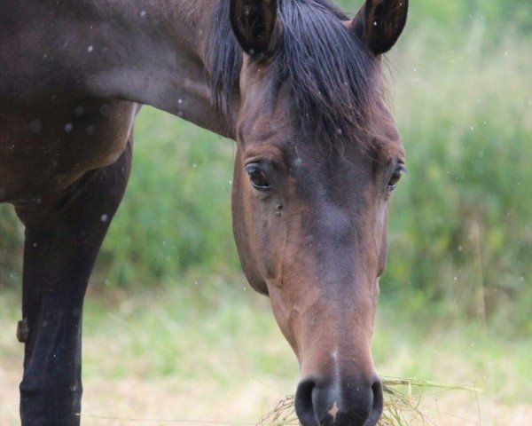 Zuchtstute Diaz del Cid (KWPN (Niederländisches Warmblut), 2008, von Tuschinski)