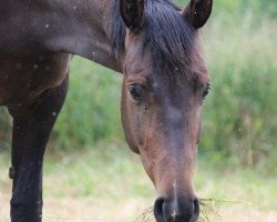 Zuchtstute Diaz del Cid (KWPN (Niederländisches Warmblut), 2008, von Tuschinski)