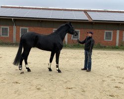 jumper Veni H (Zangersheide riding horse, 2017, from Viscount 22)