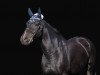 dressage horse Nacuma (Holsteiner, 2001, from Narew xx)