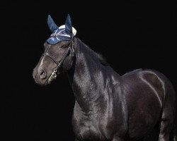 dressage horse Nacuma (Holsteiner, 2001, from Narew xx)