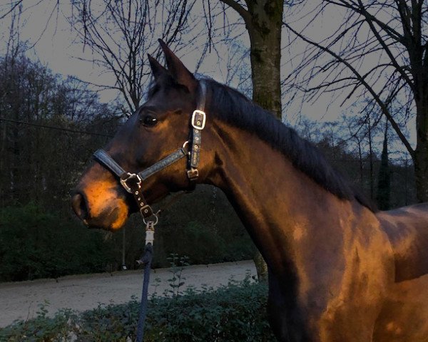 Pferd Chessmate (Westfale, 2010, von Christiano)