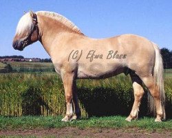 stallion Tamlin Grönkulla (Fjord Horse, 2000, from Vidar)