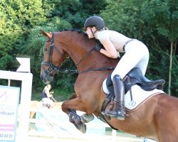 jumper Dexter Morgan (KWPN (Royal Dutch Sporthorse), 2013, from Dexter R)